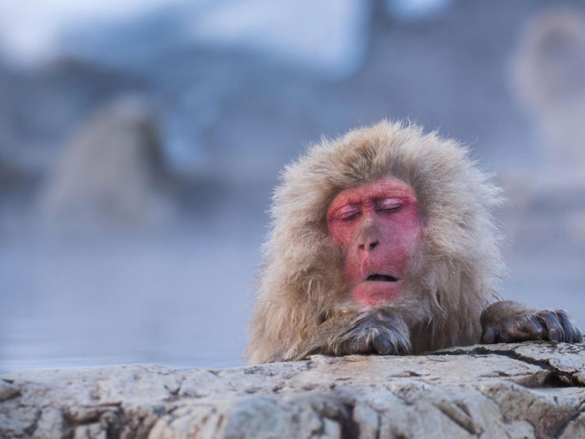 Sachinoyu Hotel Shiga Kogen Yamanouchi  Eksteriør bilde