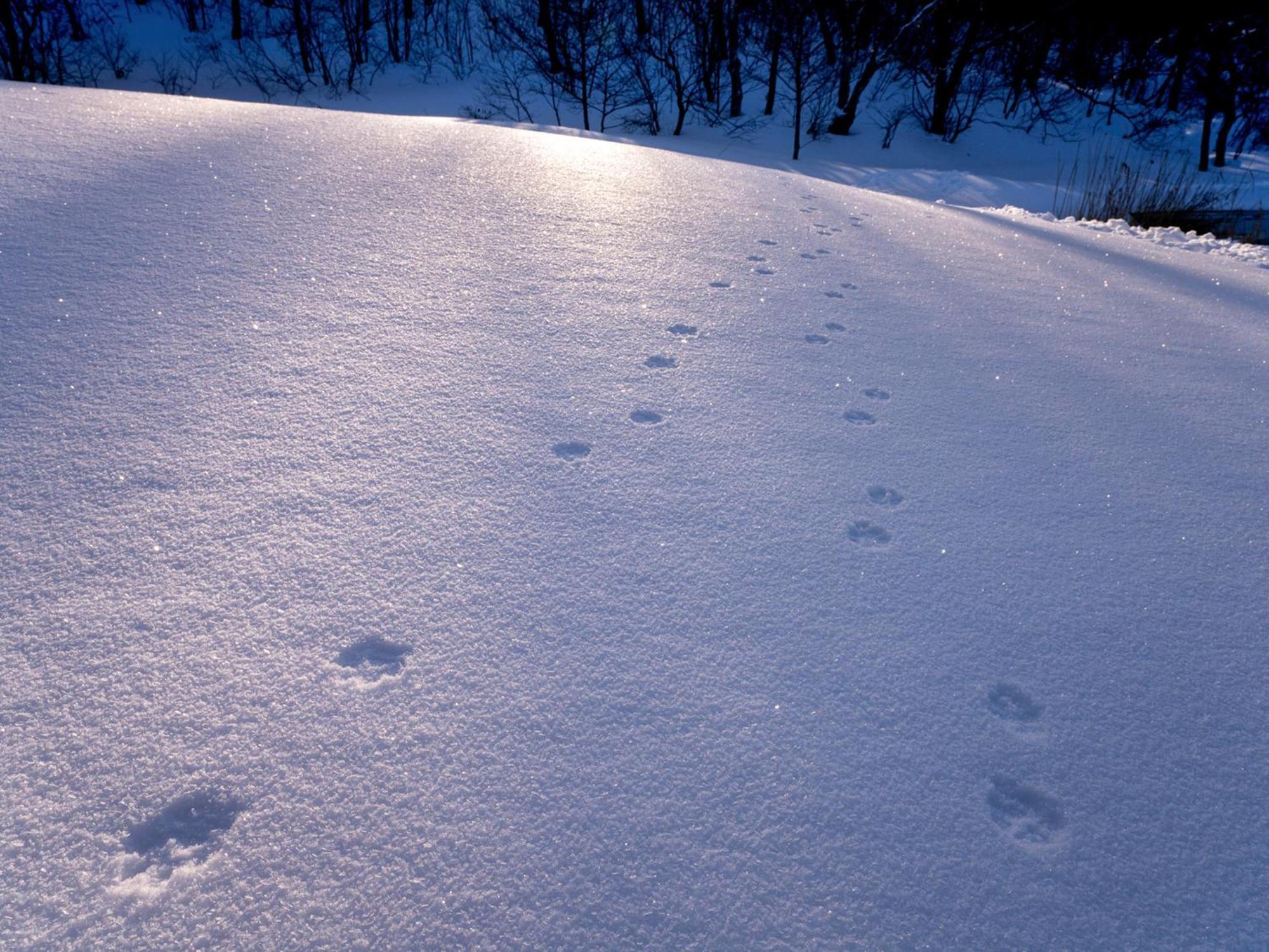 Sachinoyu Hotel Shiga Kogen Yamanouchi  Eksteriør bilde